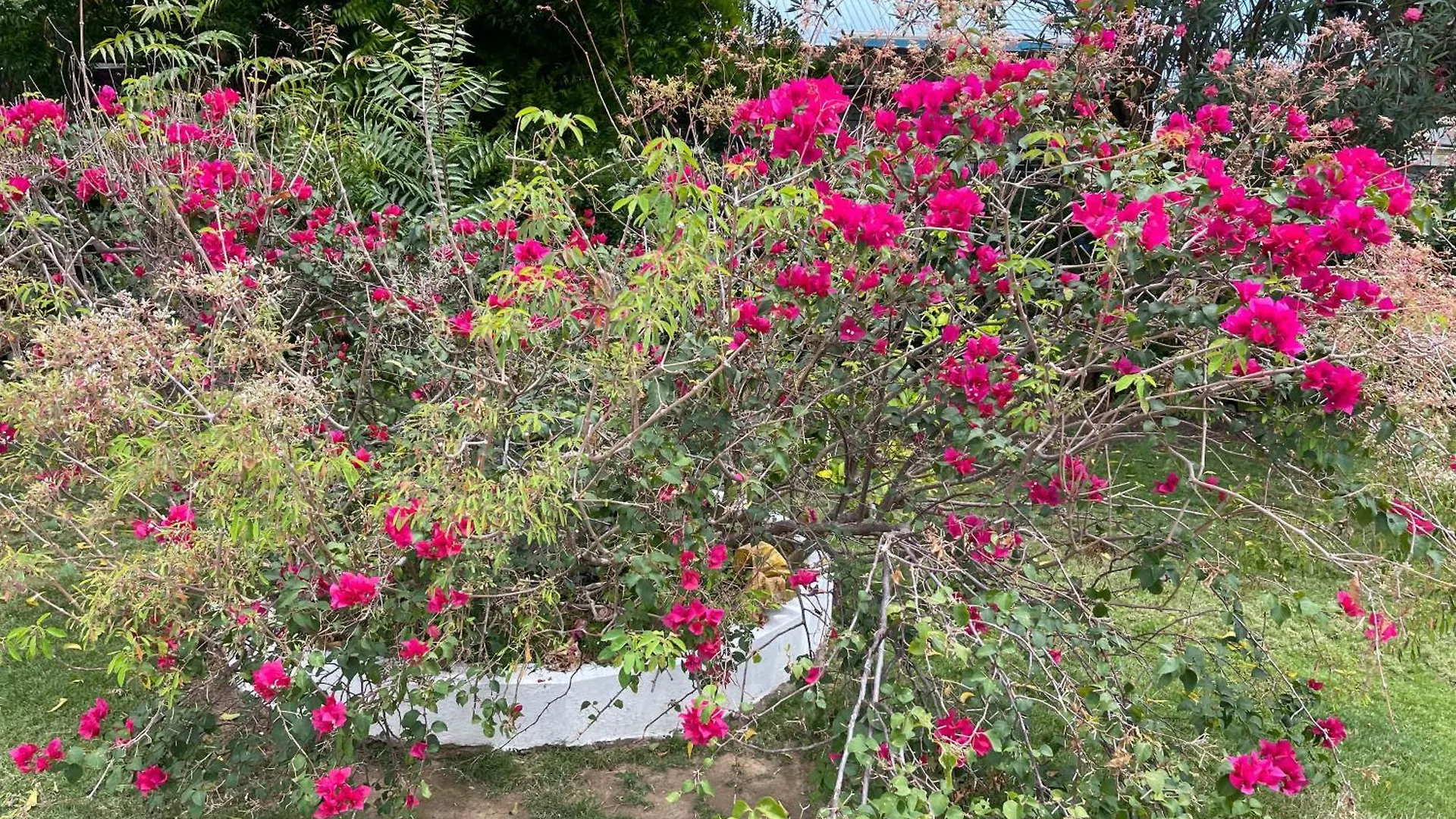 Little Shaw Park Guest House Ότσο Ρίος